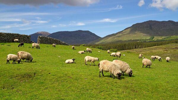 Greater Government 'ambition' needed in developing wool industry