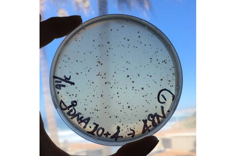 Drug precursor biosynthesis hinges on carrier-mediated ring formation