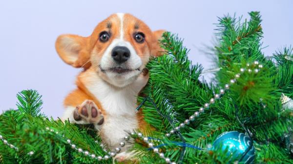Corgi with Christmas tree